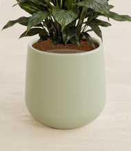 Load image into Gallery viewer, Turquoise stand:all
