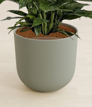 Load image into Gallery viewer, Sage Green stand:all

