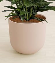 Load image into Gallery viewer, Sandy Pink stand:all
