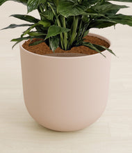 Load image into Gallery viewer, Sandy Pink stand:all
