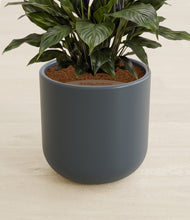 Load image into Gallery viewer, Iron Gray stand:all
