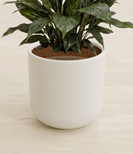 Load image into Gallery viewer, Cotton White stand:all
