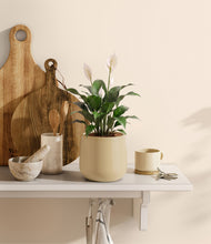 Load image into Gallery viewer, Almond Green
