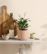 Load image into Gallery viewer, Gentle Pink
