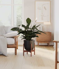 Load image into Gallery viewer, Stone Black stand:walnut
