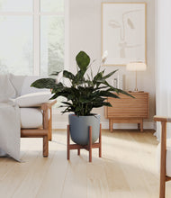Load image into Gallery viewer, Iron Gray stand:walnut
