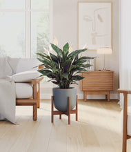 Load image into Gallery viewer, Sage Green stand:walnut
