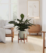 Load image into Gallery viewer, Sage Green stand:walnut
