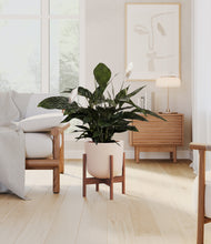 Load image into Gallery viewer, Sandy Pink stand:walnut
