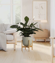 Load image into Gallery viewer, Sage Green stand:bamboo
