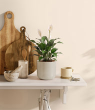 Load image into Gallery viewer, Cotton White
