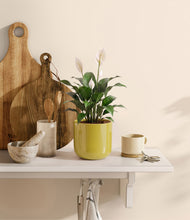 Load image into Gallery viewer, Key Lime Yellow

