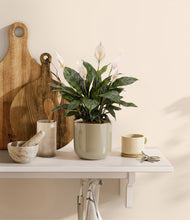 Load image into Gallery viewer, Sage Green
