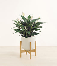 Load image into Gallery viewer, Natural Bamboo stand:bamboo
