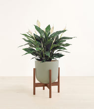 Load image into Gallery viewer, Sage Green stand:walnut

