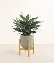 Load image into Gallery viewer, Sage Green stand:bamboo
