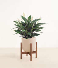 Load image into Gallery viewer, Sandy Pink stand:walnut
