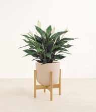 Load image into Gallery viewer, Sandy Pink stand:bamboo
