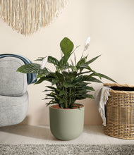 Load image into Gallery viewer, Sage Green
