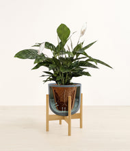 Load image into Gallery viewer, Iron Gray stand:all

