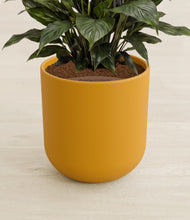 Load image into Gallery viewer, Sunset Orange stand:all
