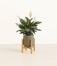 Load image into Gallery viewer, Olive stand:bamboo
