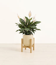 Load image into Gallery viewer, Almond Green stand:bamboo
