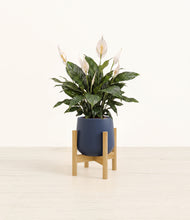 Load image into Gallery viewer, Deep Navy stand:bamboo

