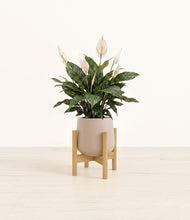 Load image into Gallery viewer, Eternal Gray stand:bamboo
