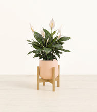 Load image into Gallery viewer, Gentle Pink stand:bamboo
