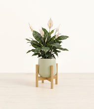 Load image into Gallery viewer, Turquoise stand:bamboo
