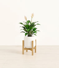 Load image into Gallery viewer, White stand:light
