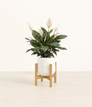 Load image into Gallery viewer, White stand:bamboo
