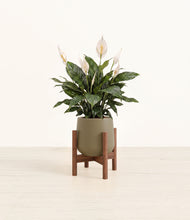 Load image into Gallery viewer, Olive stand:walnut
