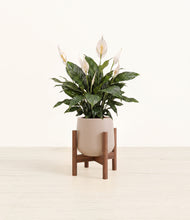 Load image into Gallery viewer, Eternal Gray stand:walnut
