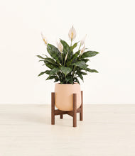 Load image into Gallery viewer, Gentle Pink stand:walnut
