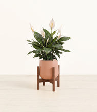 Load image into Gallery viewer, Calm Rose stand:walnut

