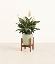 Load image into Gallery viewer, Turquoise stand:walnut
