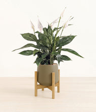 Load image into Gallery viewer, Olive stand:bamboo
