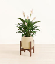 Load image into Gallery viewer, Almond Green stand:dark
