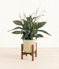 Load image into Gallery viewer, Almond Green stand:walnut
