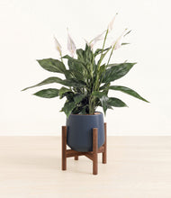 Load image into Gallery viewer, Deep Navy stand:walnut
