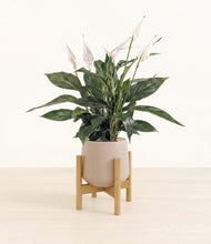 Load image into Gallery viewer, Eternal Gray stand:bamboo
