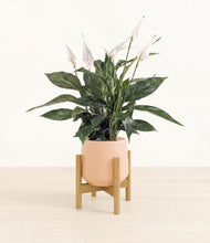 Load image into Gallery viewer, Gentle Pink stand:bamboo
