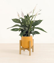 Load image into Gallery viewer, Mustard stand:bamboo
