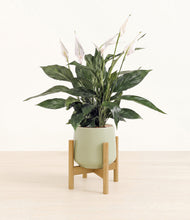 Load image into Gallery viewer, Turquoise stand:bamboo
