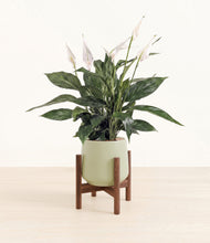 Load image into Gallery viewer, Turquoise stand:walnut
