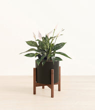 Load image into Gallery viewer, Black stand:walnut
