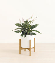 Load image into Gallery viewer, White stand:bamboo

