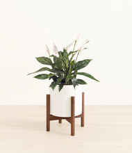 Load image into Gallery viewer, White stand:walnut

